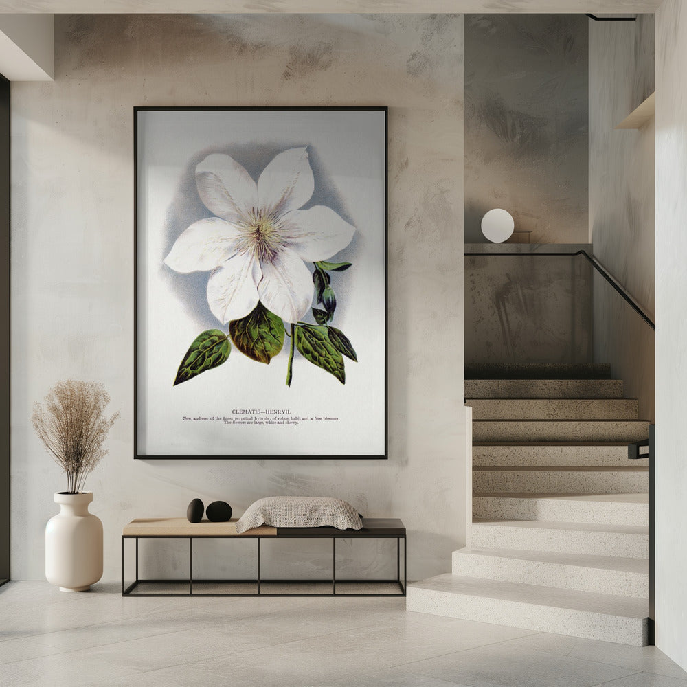 Clematis Flower Lithograph | Poster