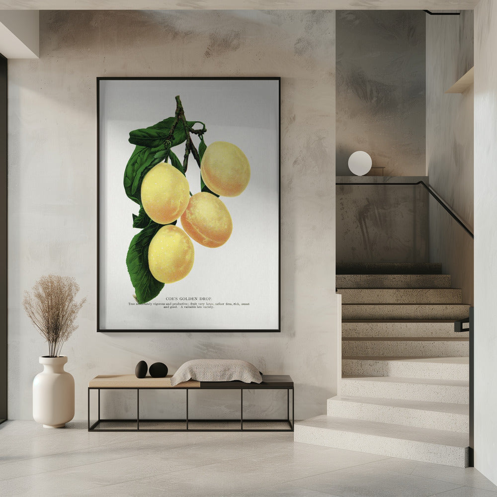 Coe's Golden Drop Plum Lithograph | Poster