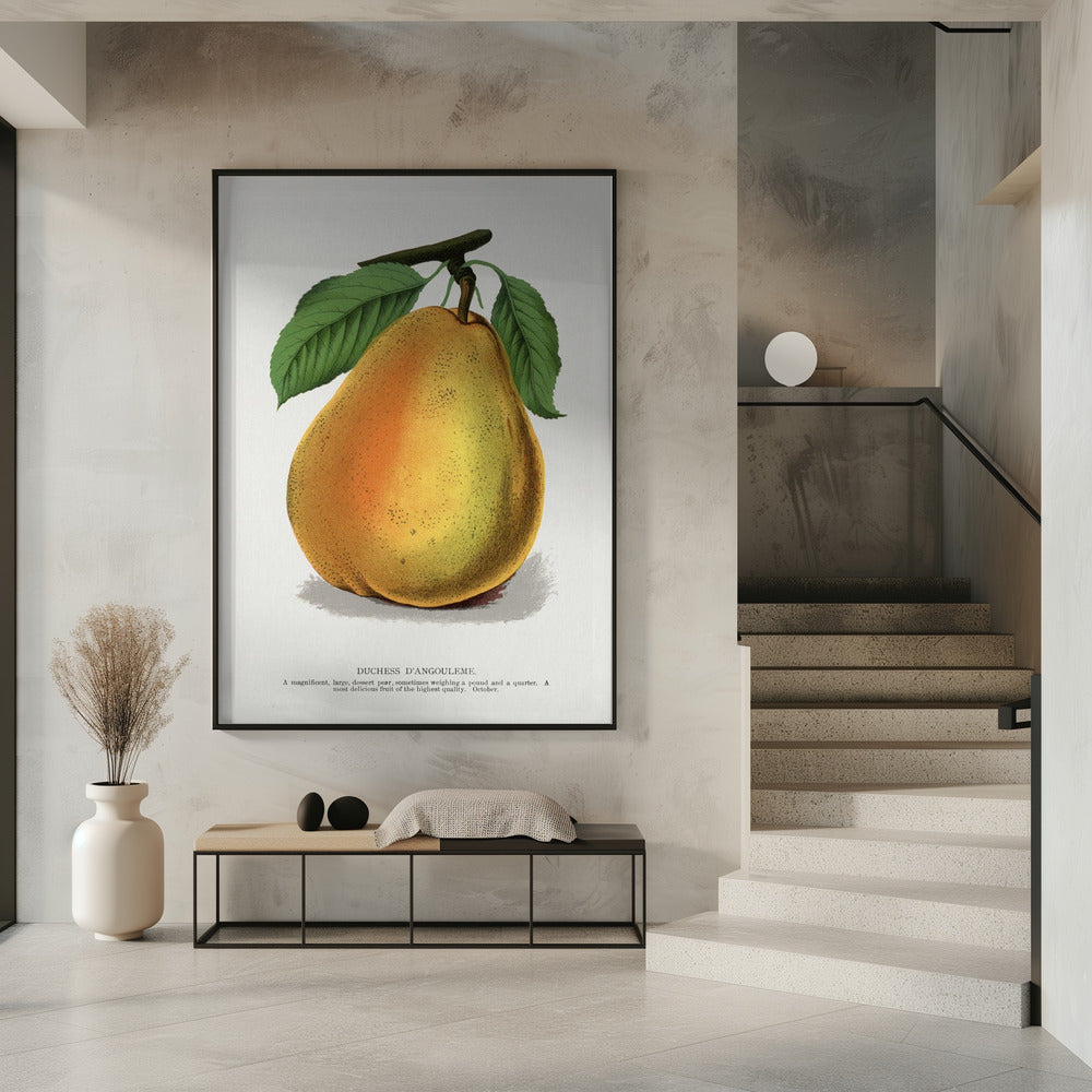 Duchess D'angouleme Pear Lithograph | Poster