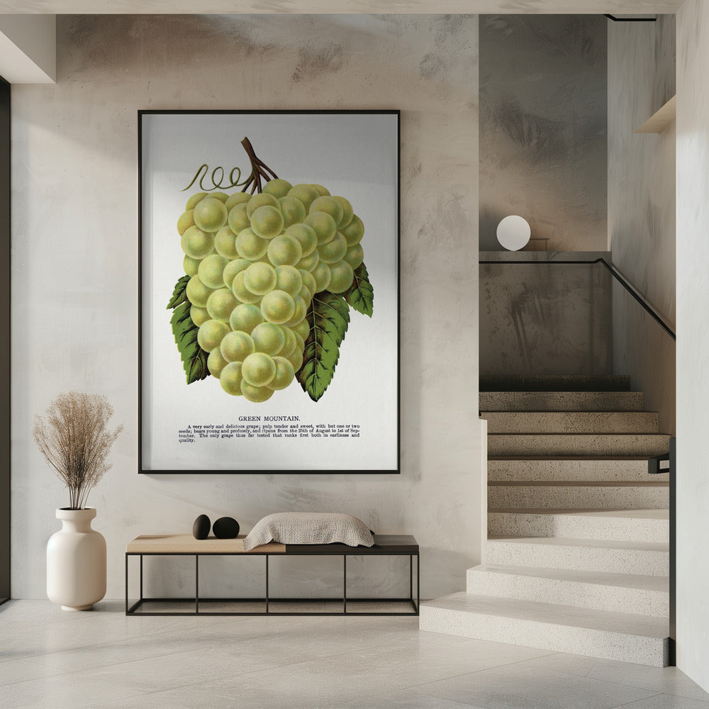 Green Mountain Grape Lithograph | Poster