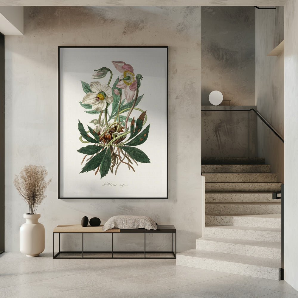 Christmas Rose (helleborus Niger)  Medical Botany | Poster