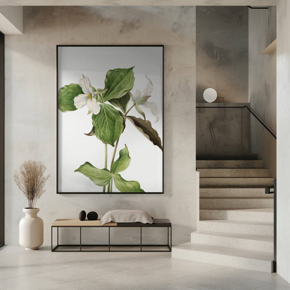 Large White Trillium | Poster