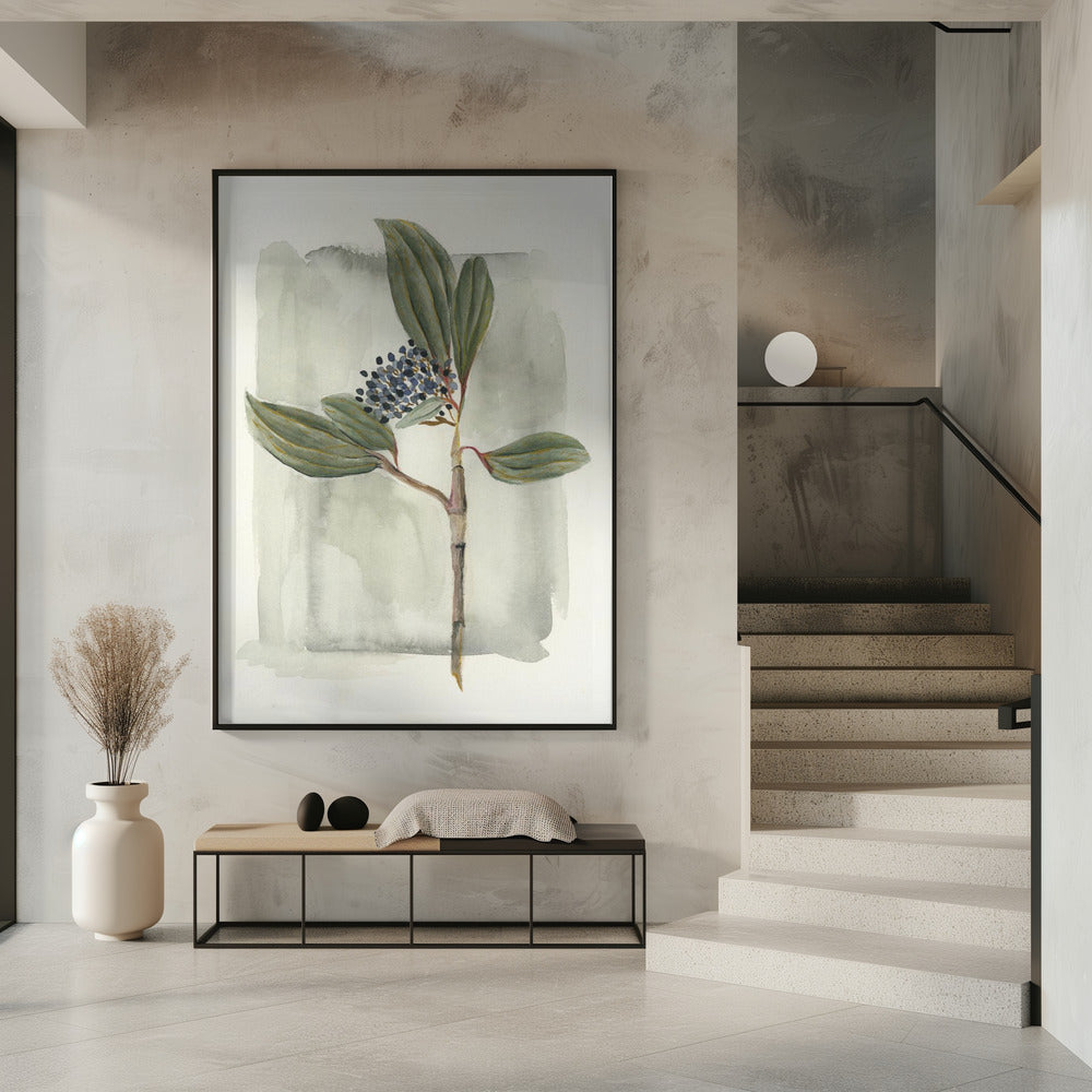 Viburnum davidii | Poster