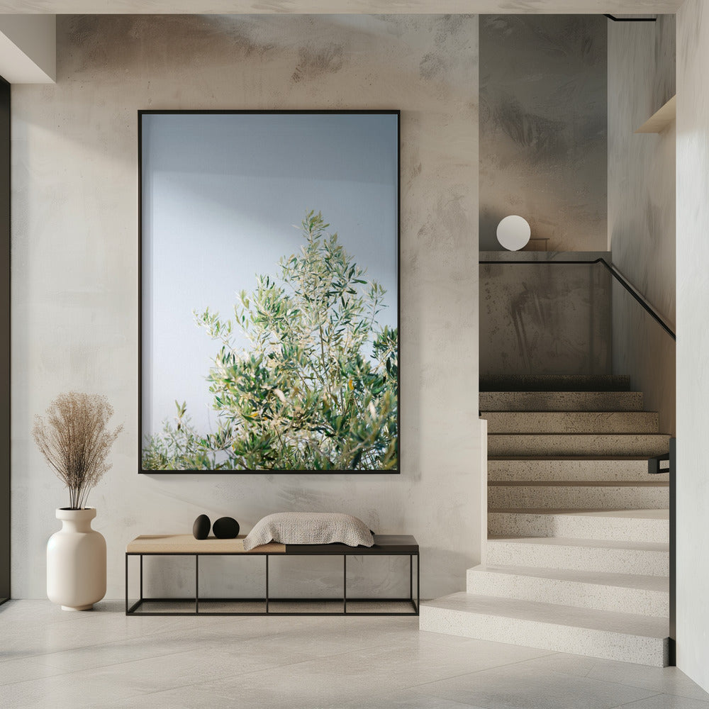 Olives In Ostuni | Italy Travel Photography | Poster