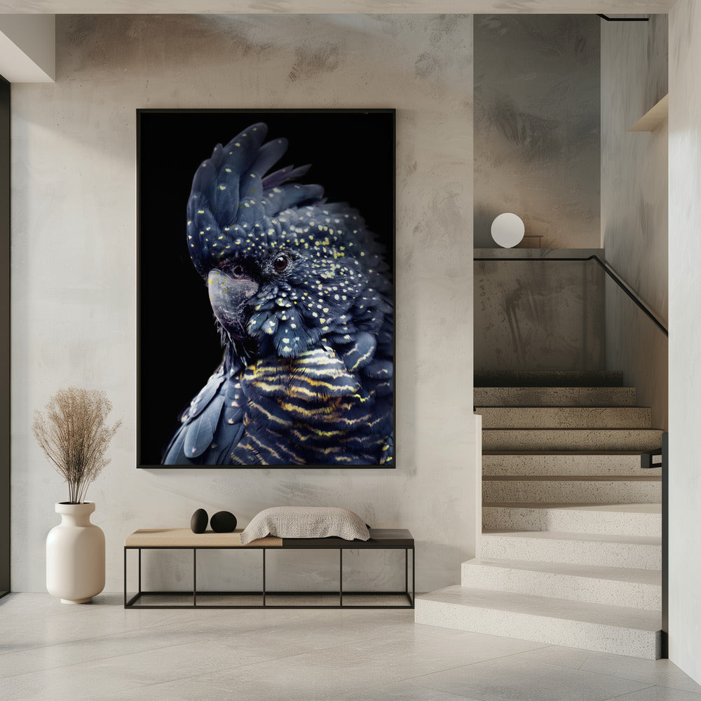 Blackcockatoo2 | Poster