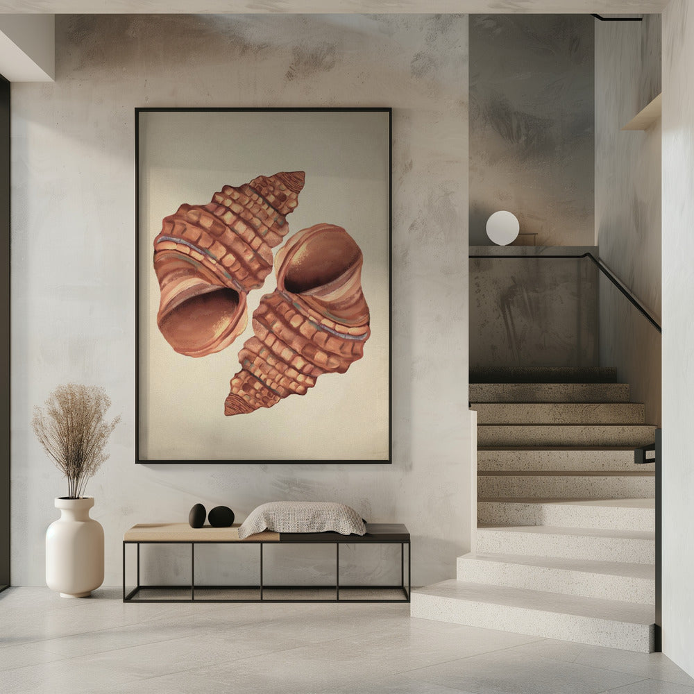 Seashell vintage | Poster