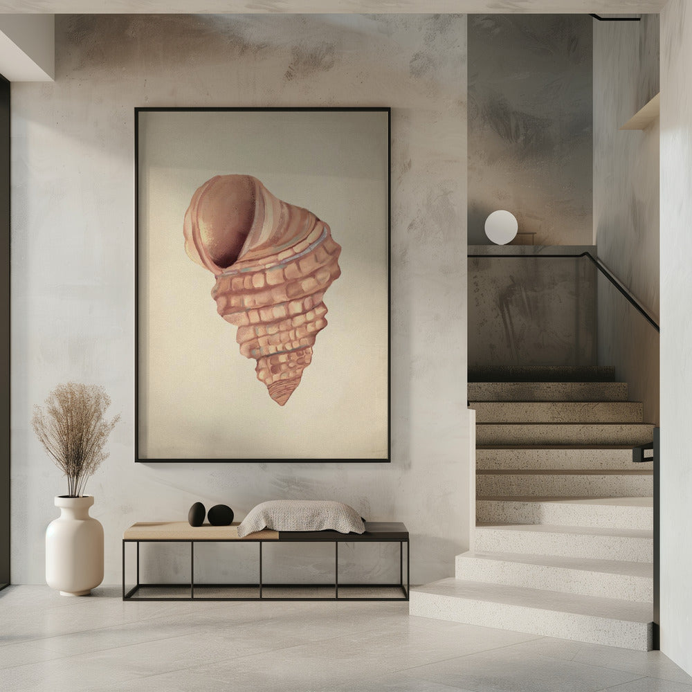 Pink seashells | Poster
