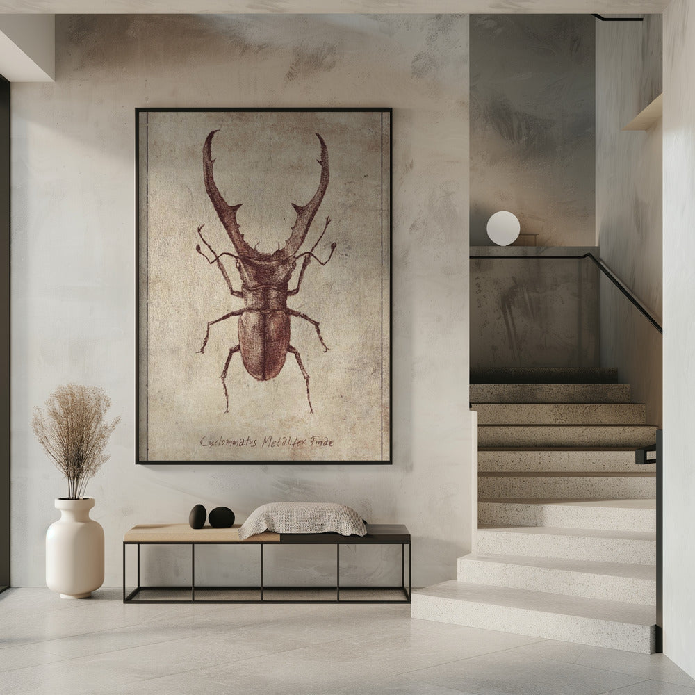 Antique Beetle Illustration | Poster