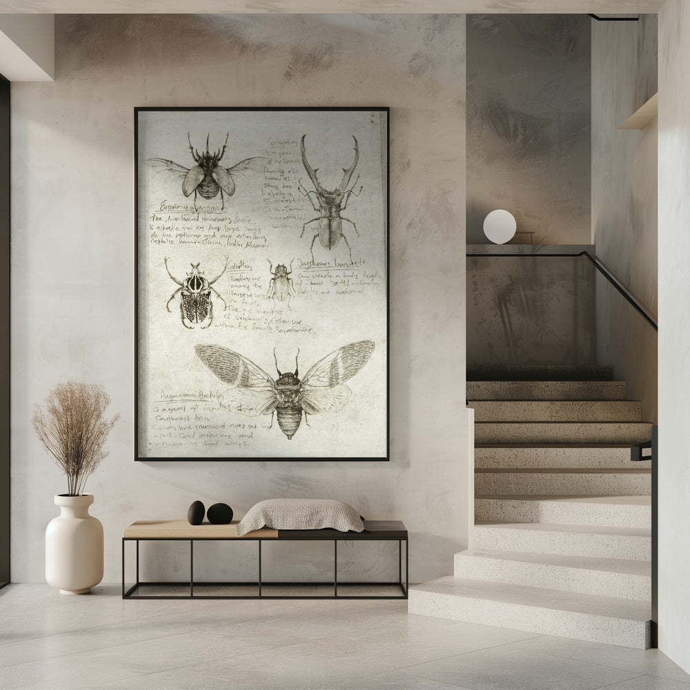 Sketches Of Beetles And Insects | Poster