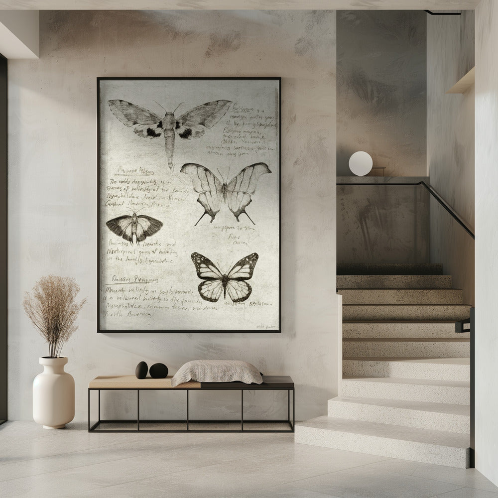 Butterfly Illustrations | Poster