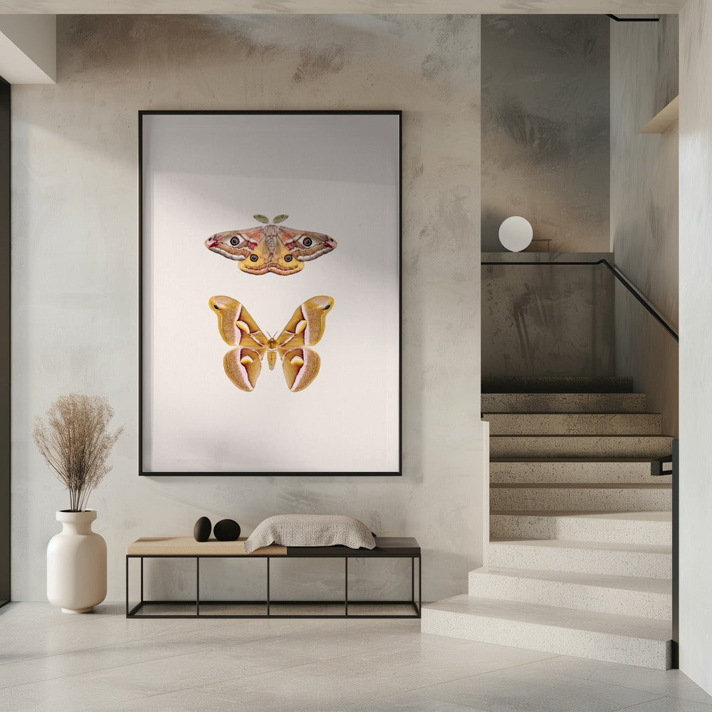 Moths | Poster