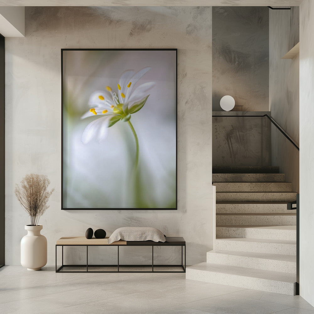 Stitchwort soft | Poster