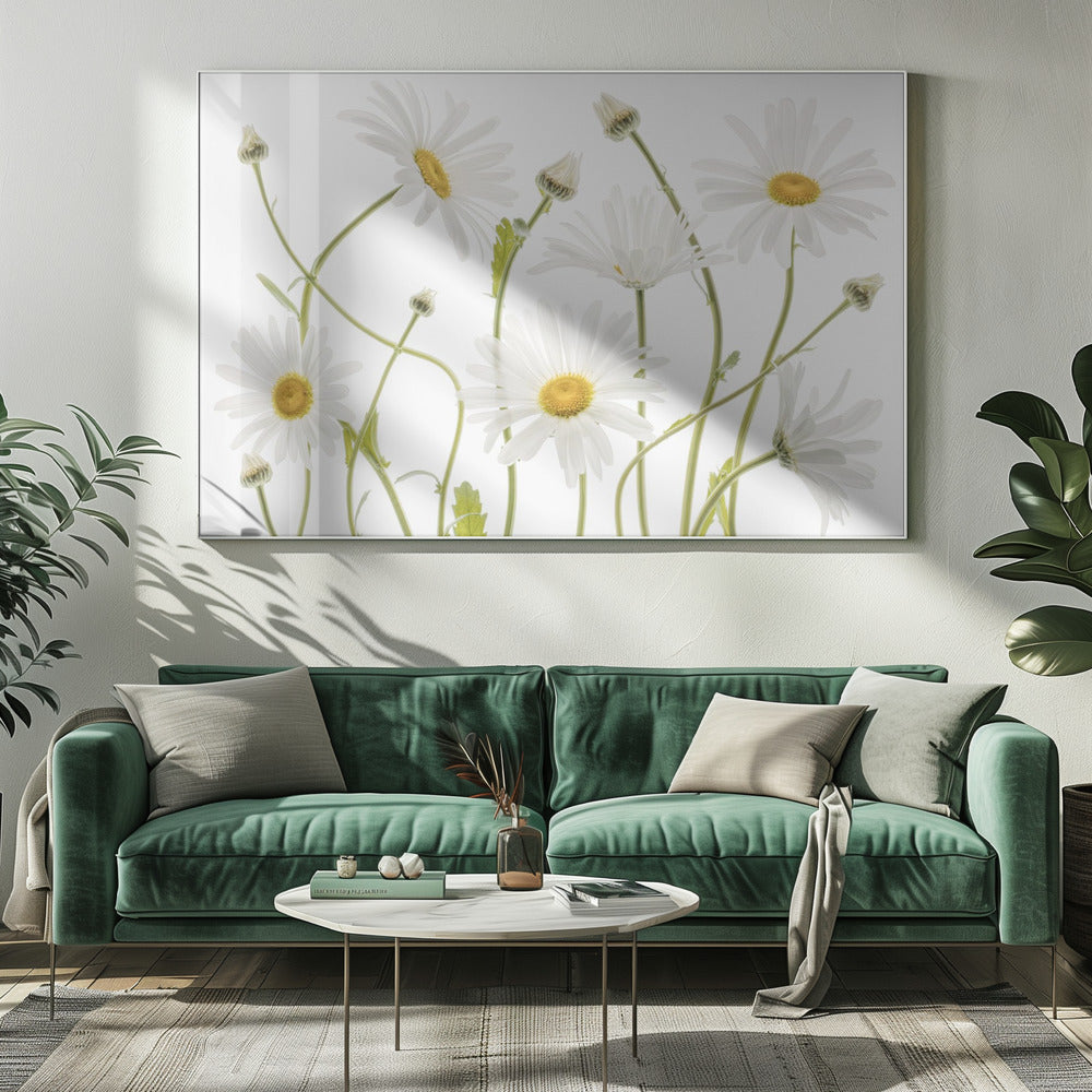 Ox eye Daisies | Canvas