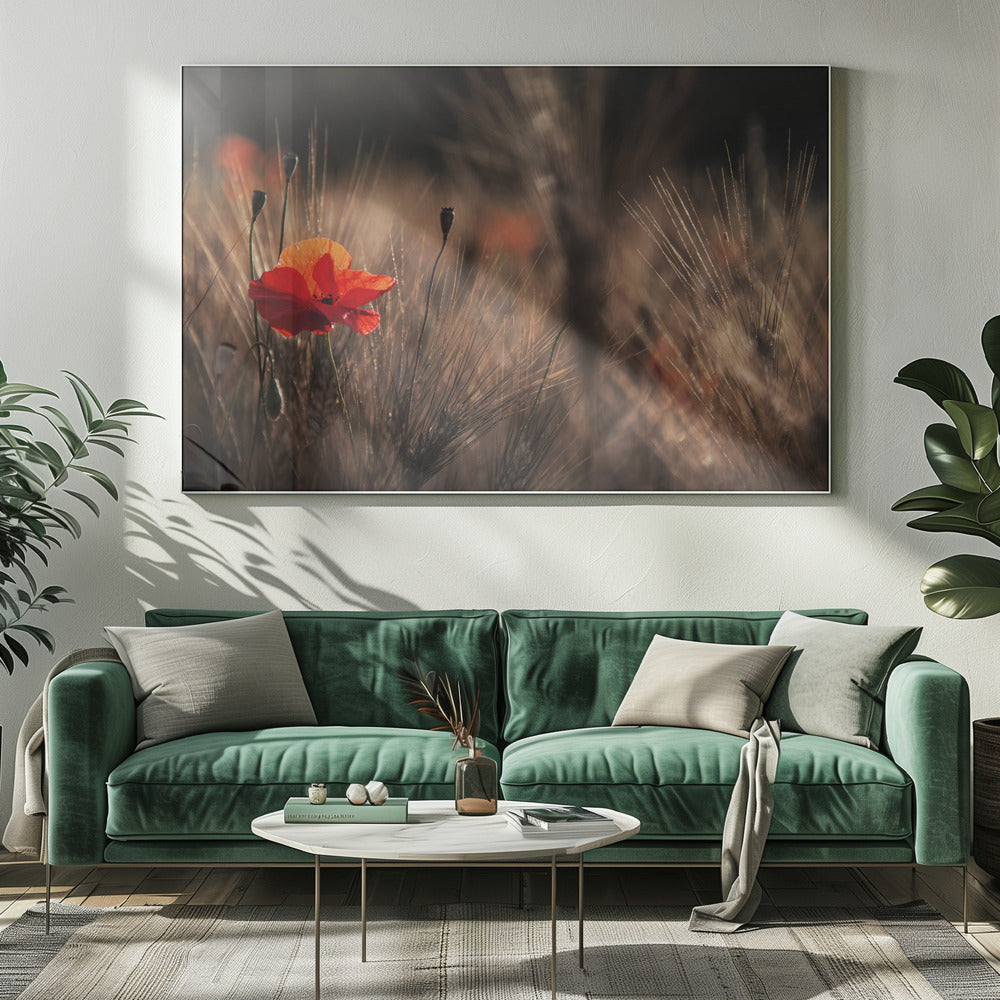 Poppy with corn | Canvas