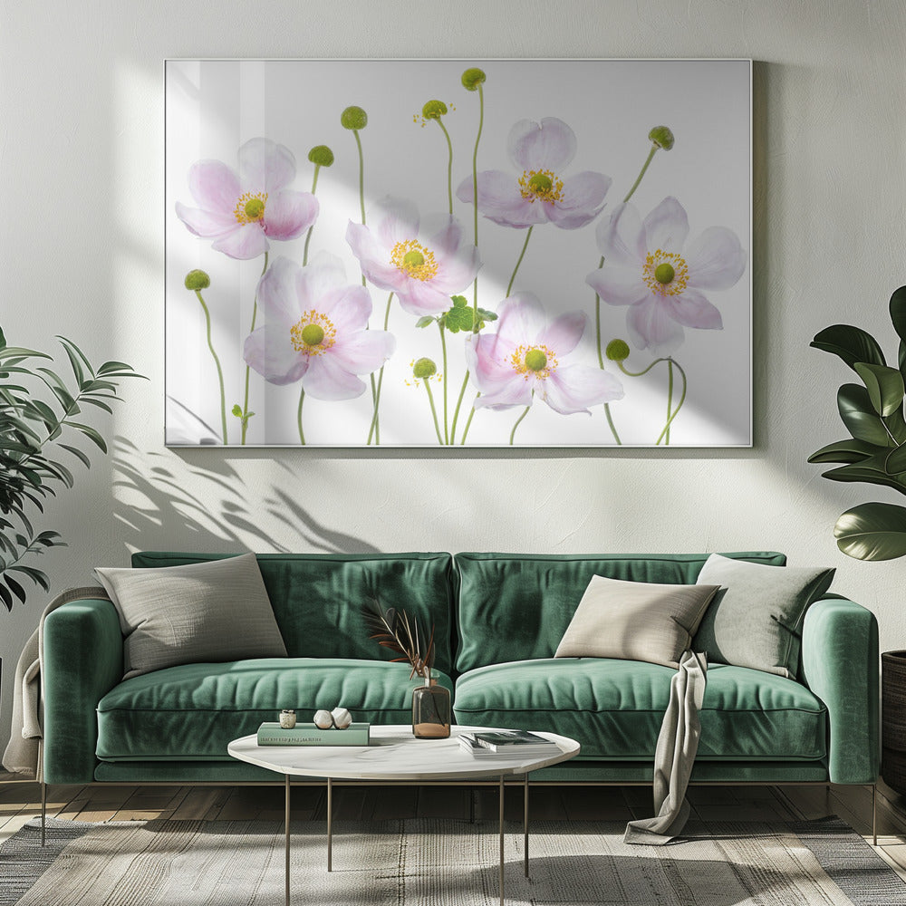 Japanese Anemones | Canvas