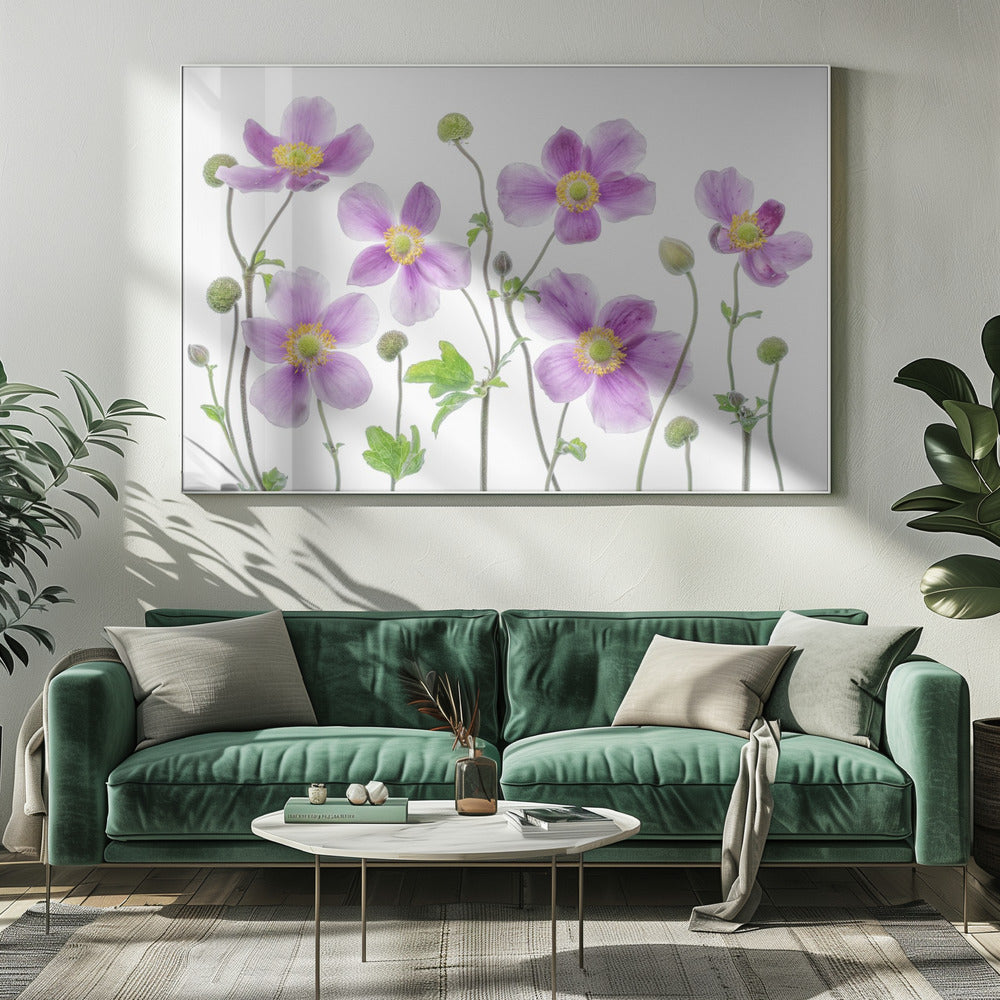 Anemone Japonica | Canvas