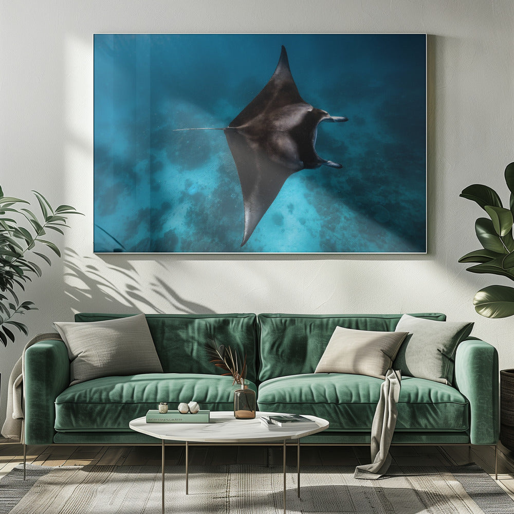 Manta fly!!! | Canvas