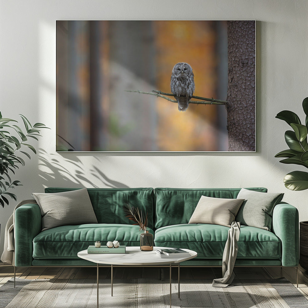 Tawny Owl | Canvas