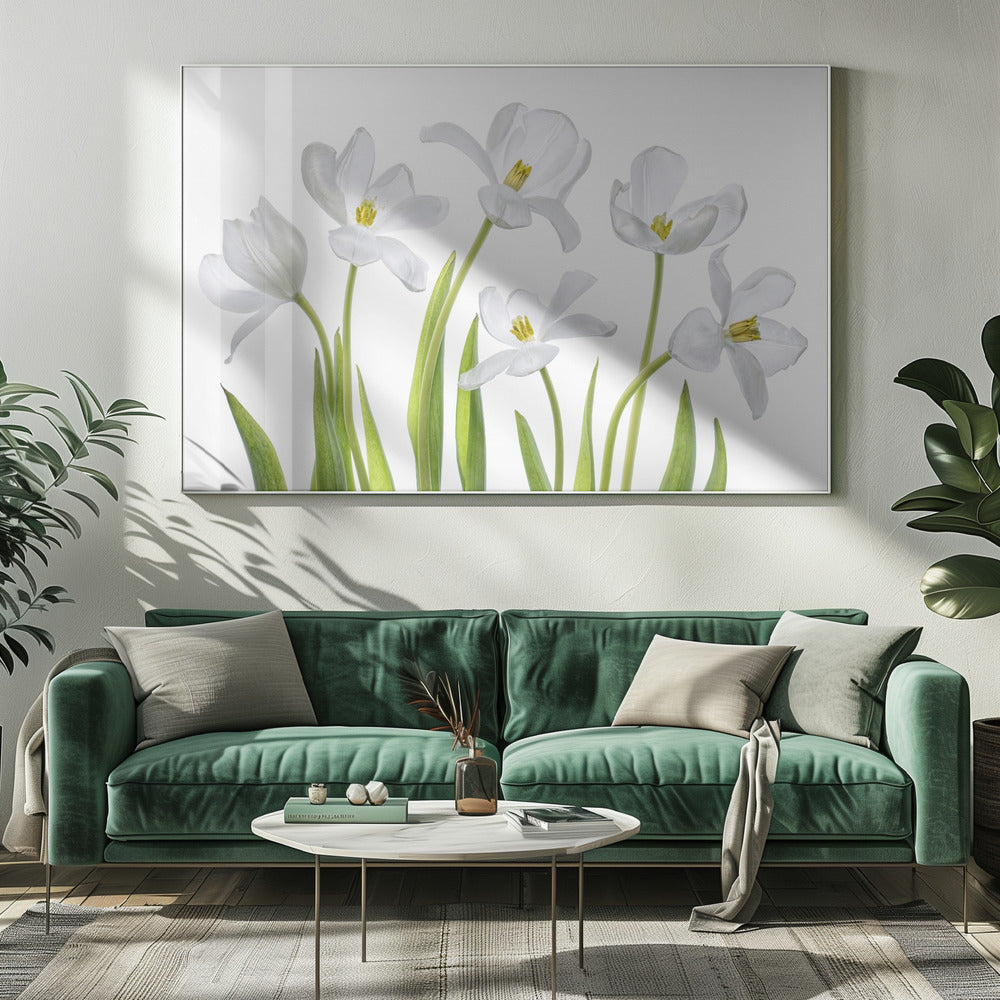 White Tulips | Canvas