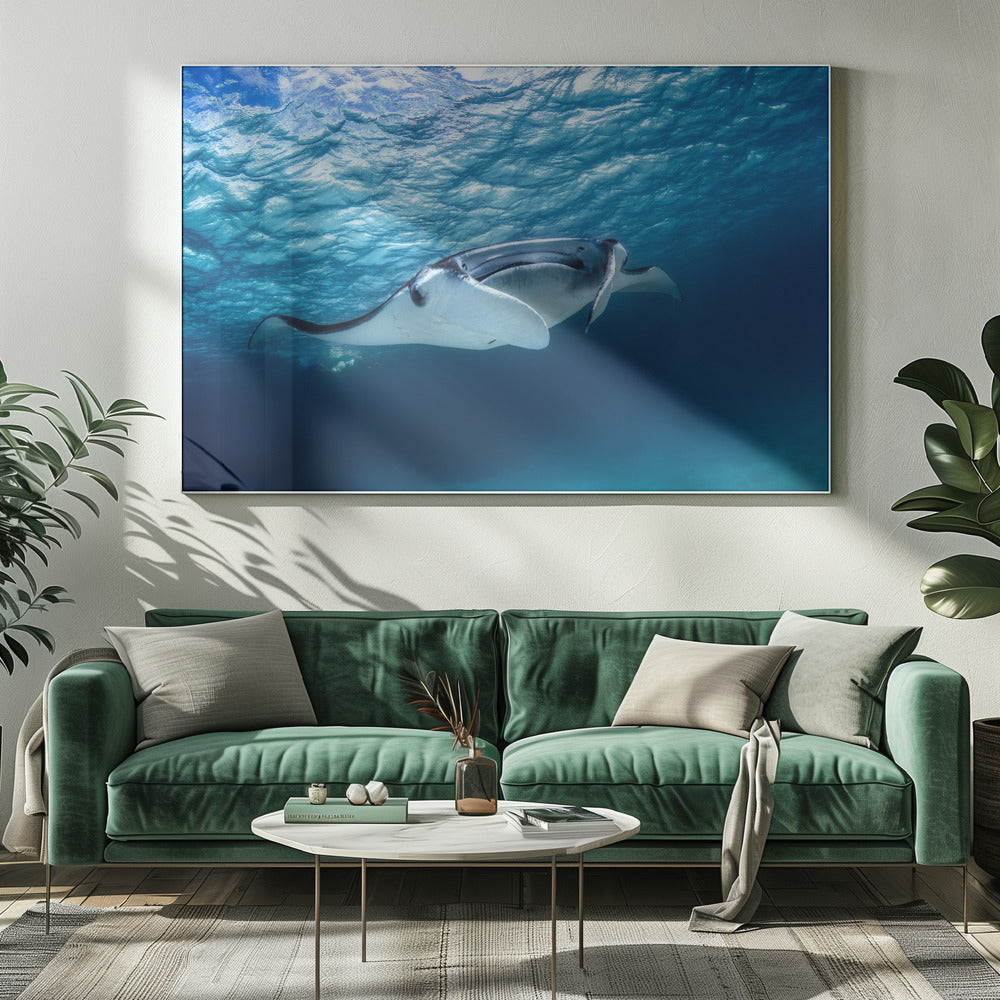 Manta ray | Canvas