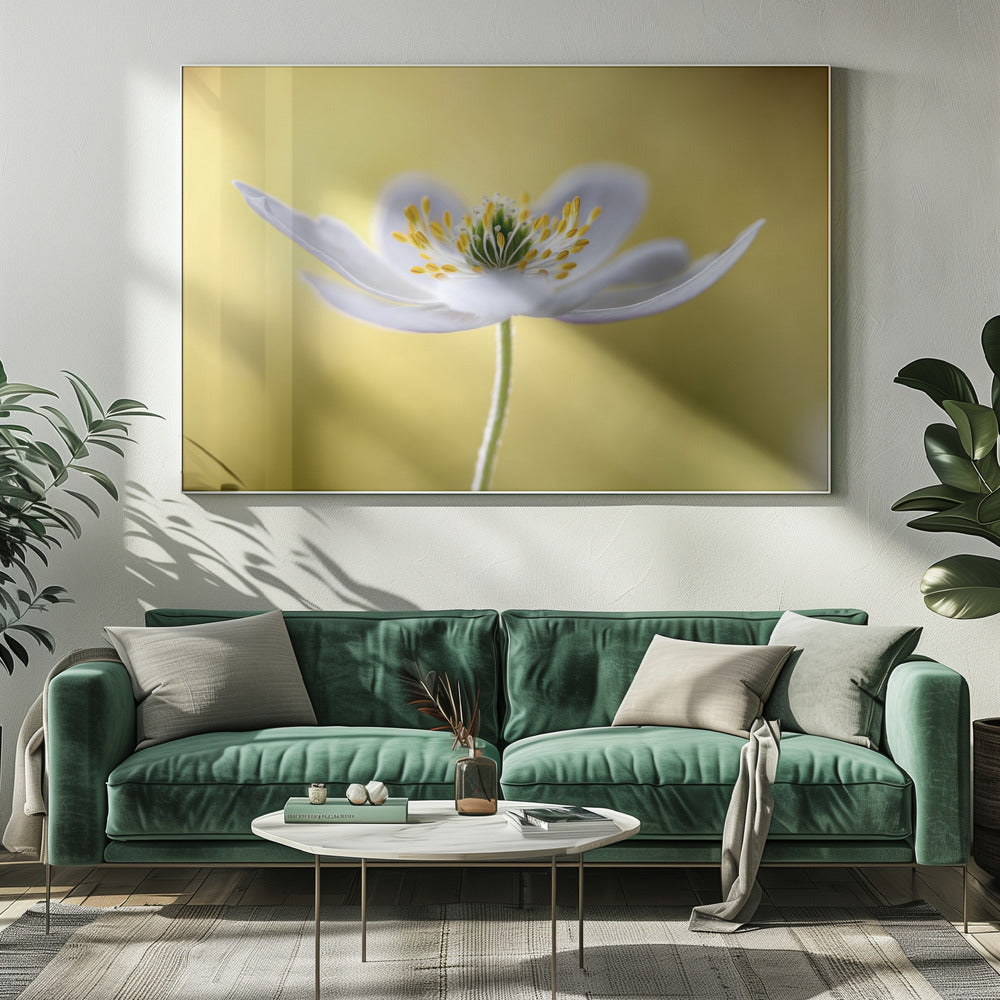 Wood Anemone | Canvas