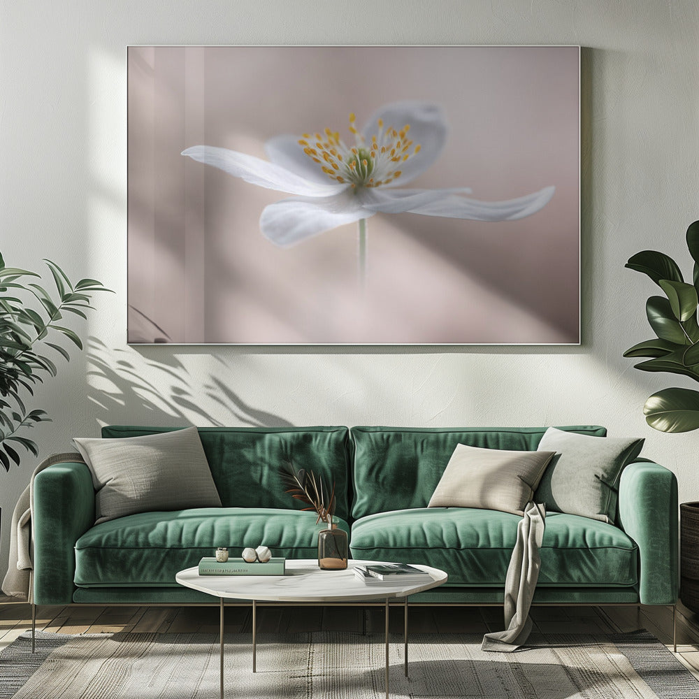 Anemone Nemorosa | Canvas