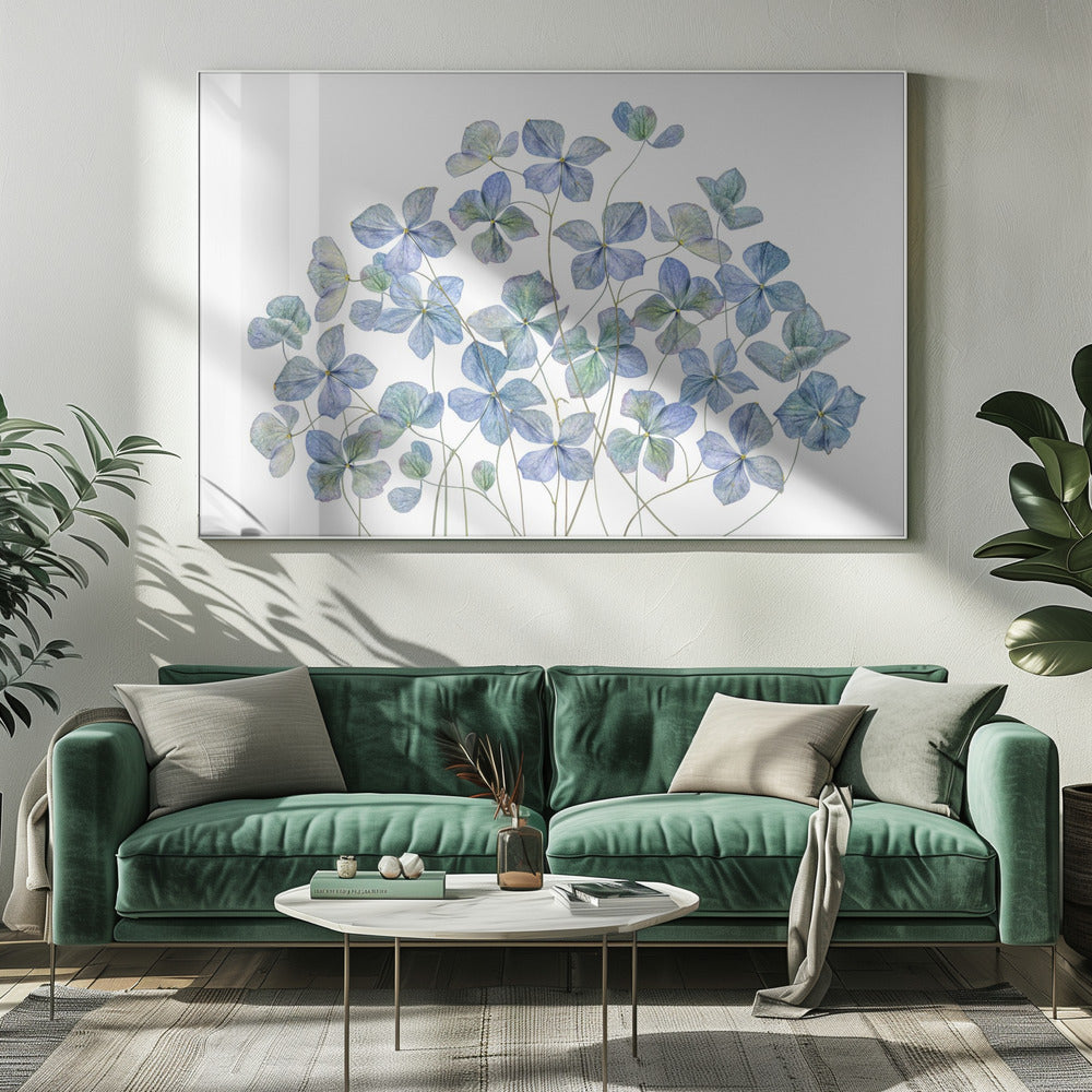 Hydrangea | Canvas