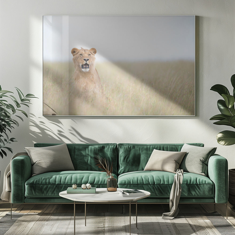 Young Lion | Canvas