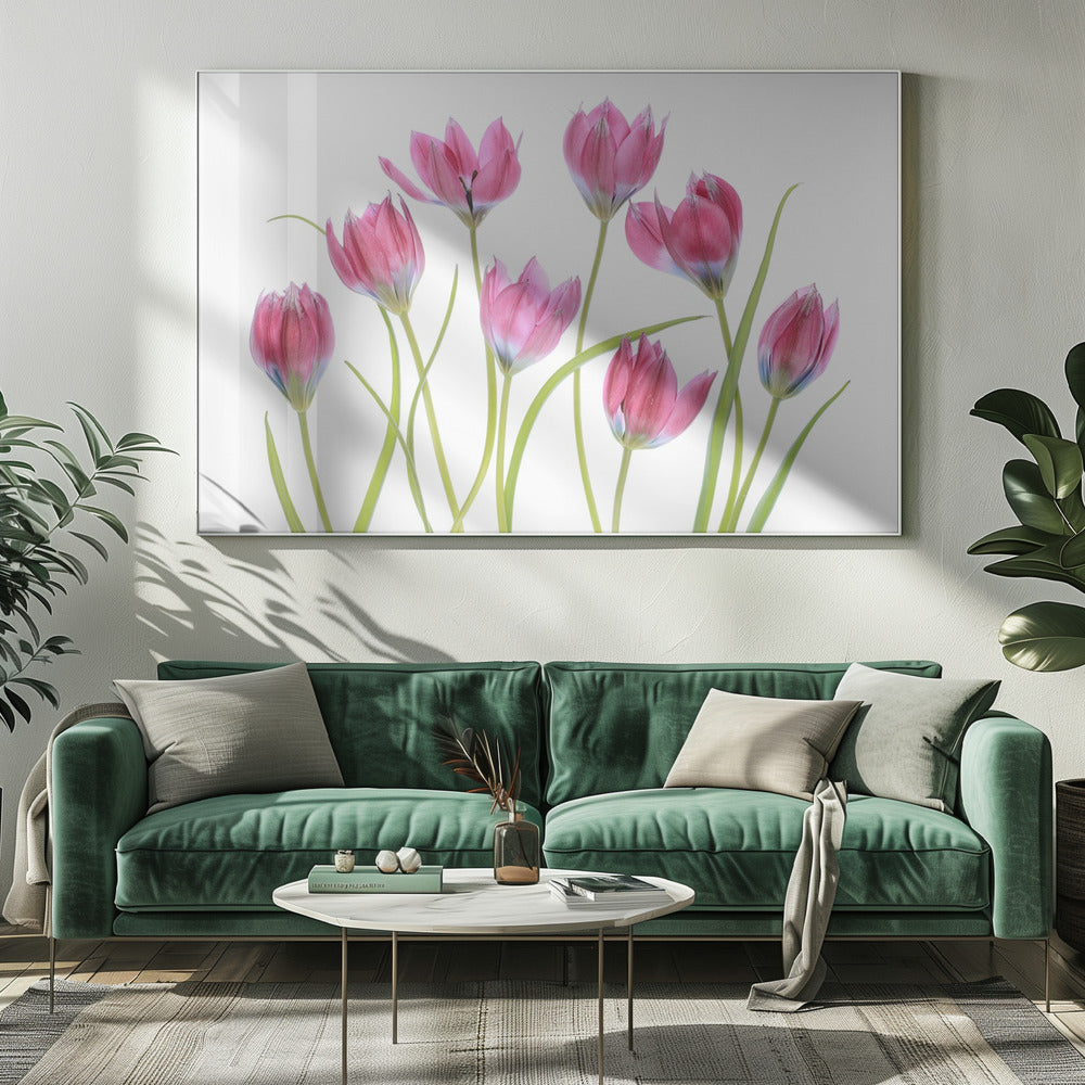 Tulip blush | Canvas