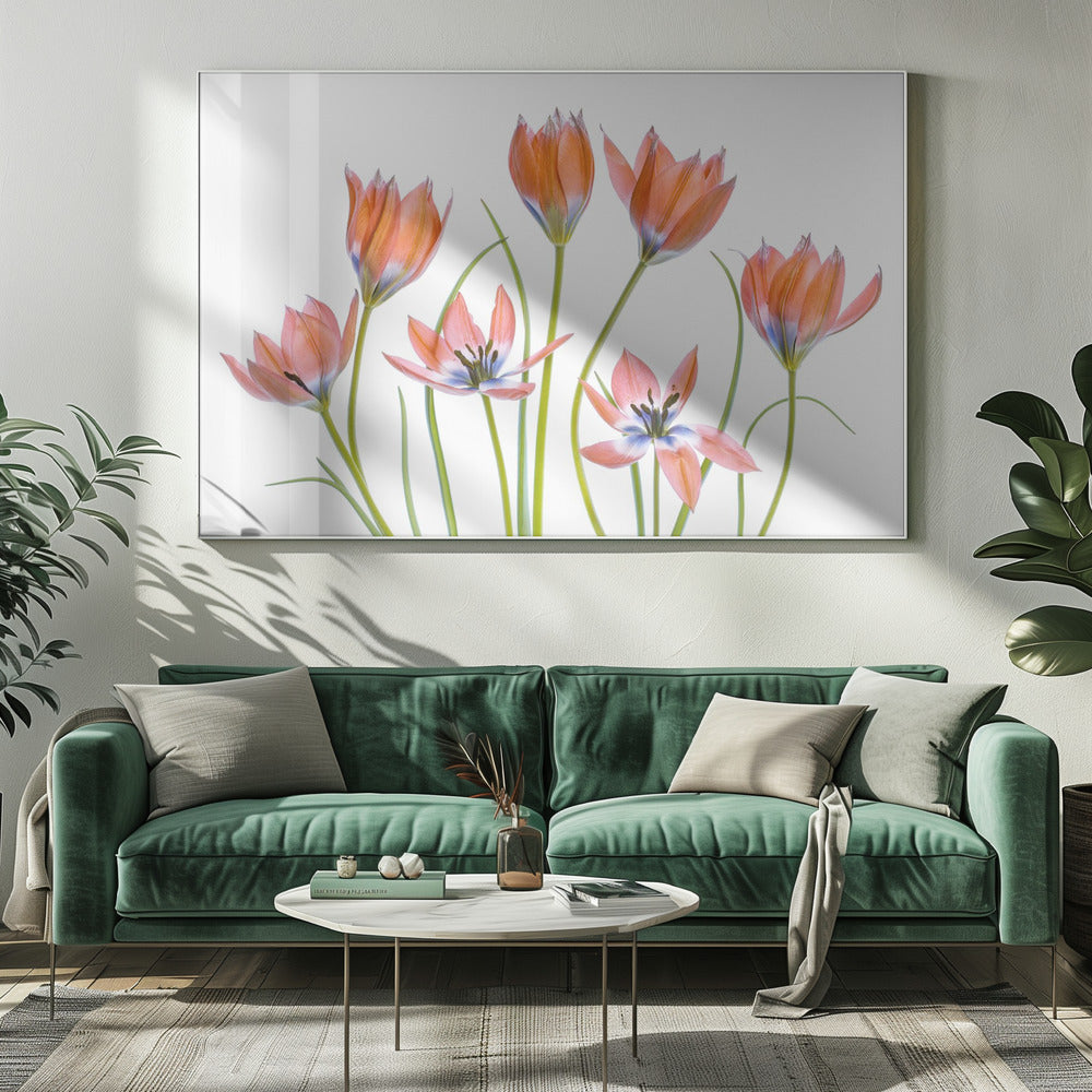 Apricot Tulips | Canvas