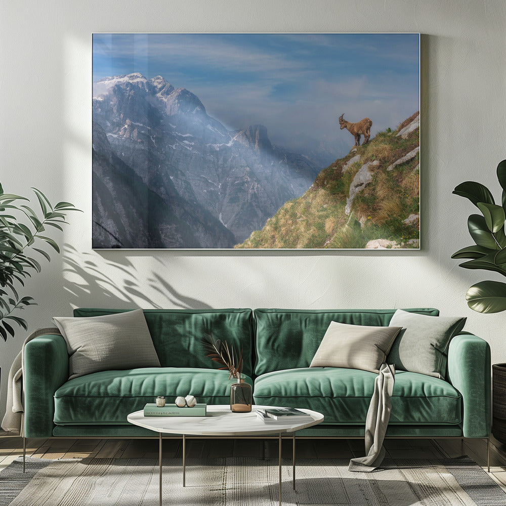 Alpine Ibex in the mountains | Canvas