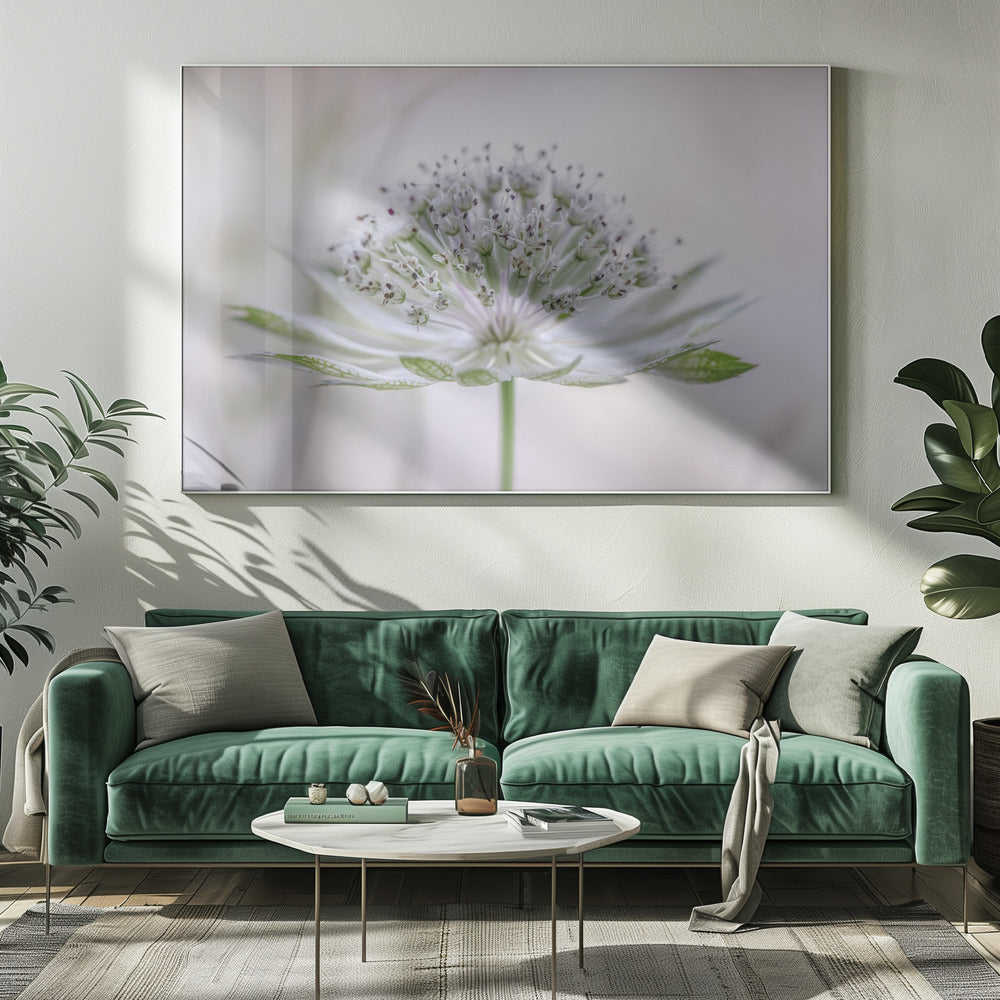 Astrantia | Canvas