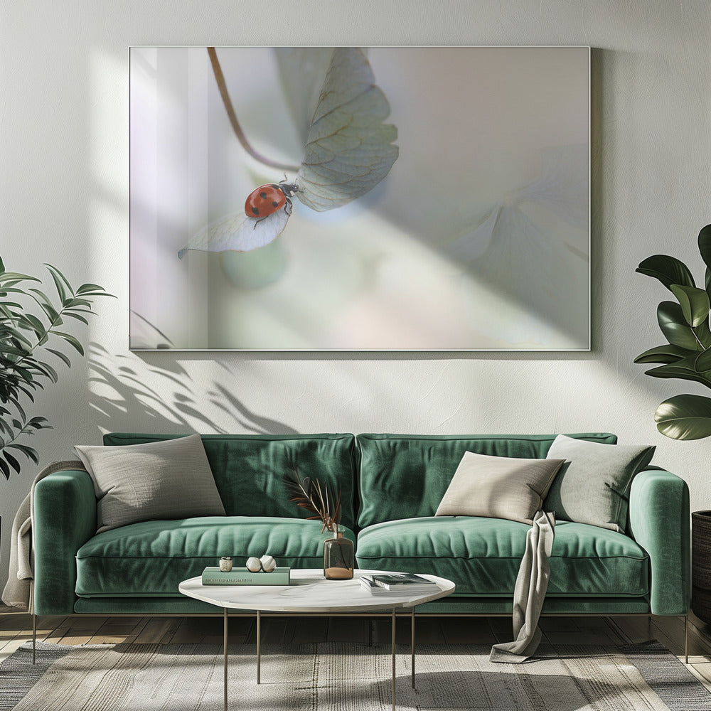 Ladybird on blue-green hydrangea | Canvas