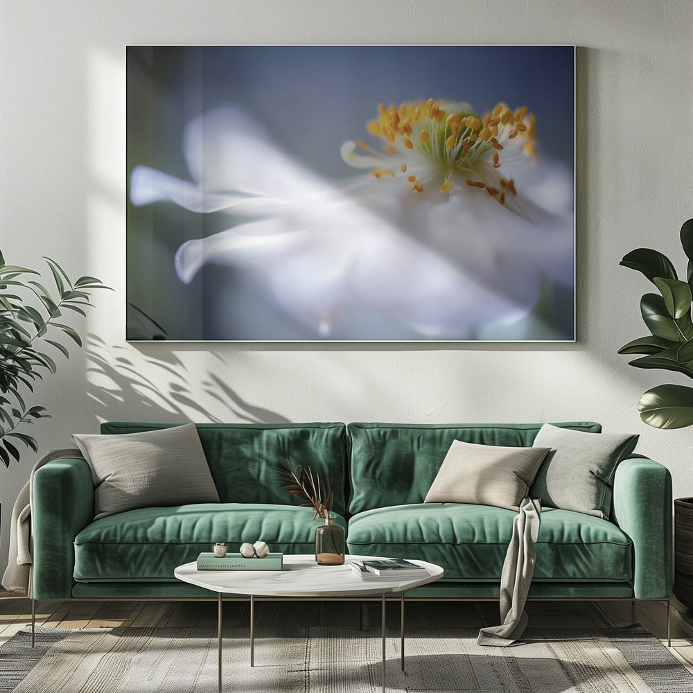 Anemone 1 | Canvas