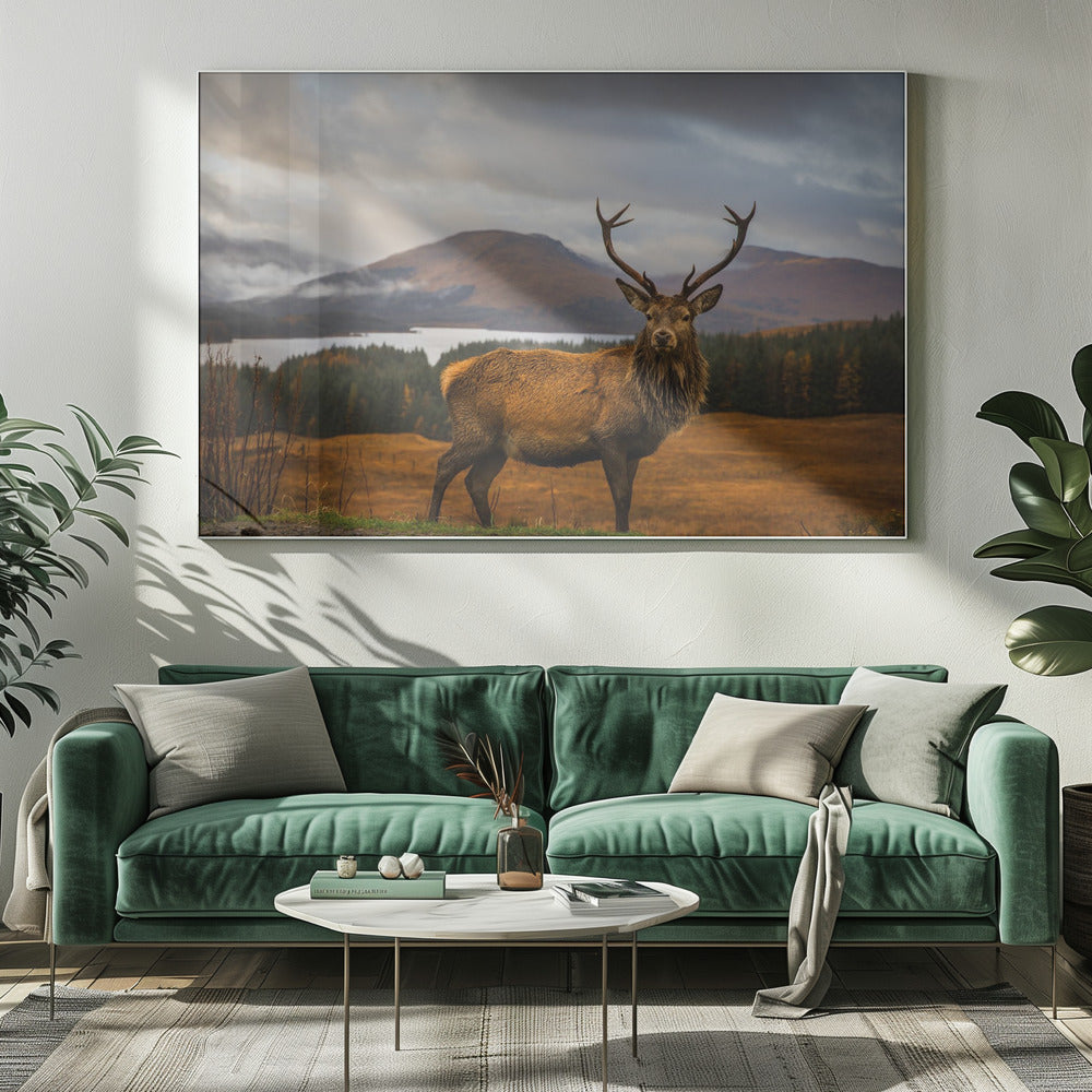 Scottish Stag | Canvas