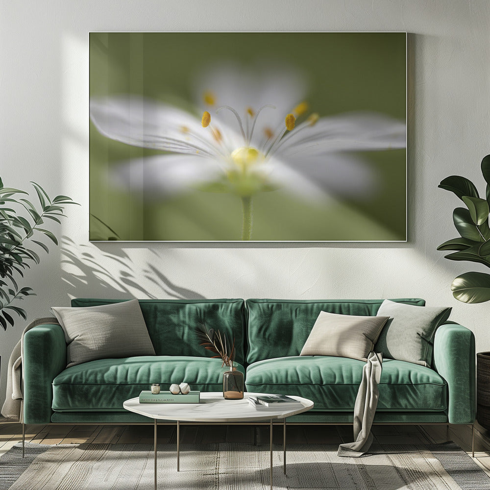 Softly Stitchwort | Canvas