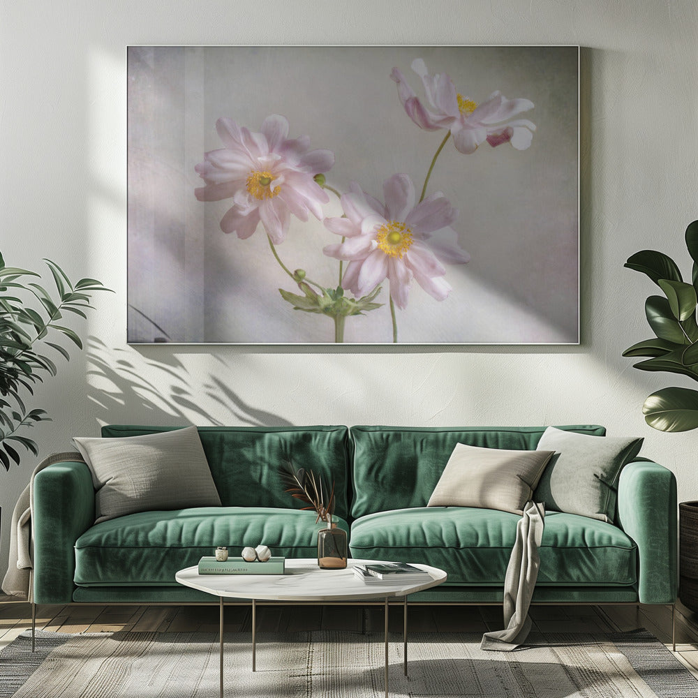 Anemones | Canvas
