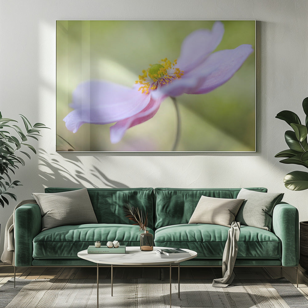 Japanese Anemone | Canvas