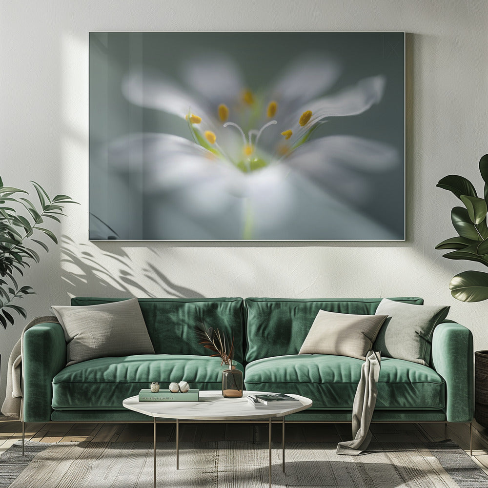 Stitchwort | Canvas