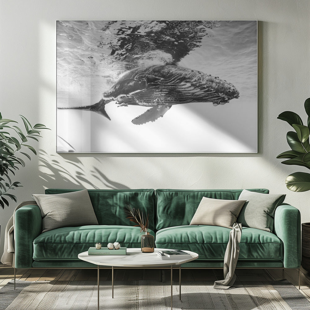 Humpback whale calf | Canvas