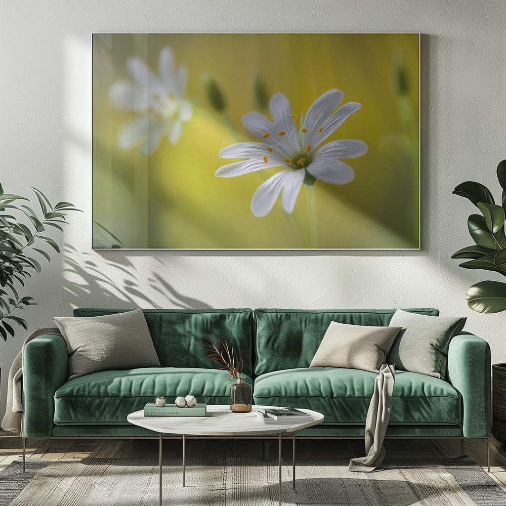 Stitchwort | Canvas