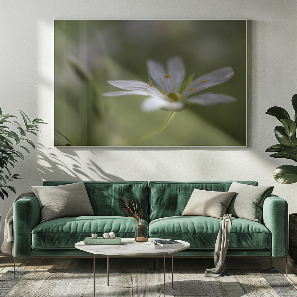 Stitchwort | Canvas
