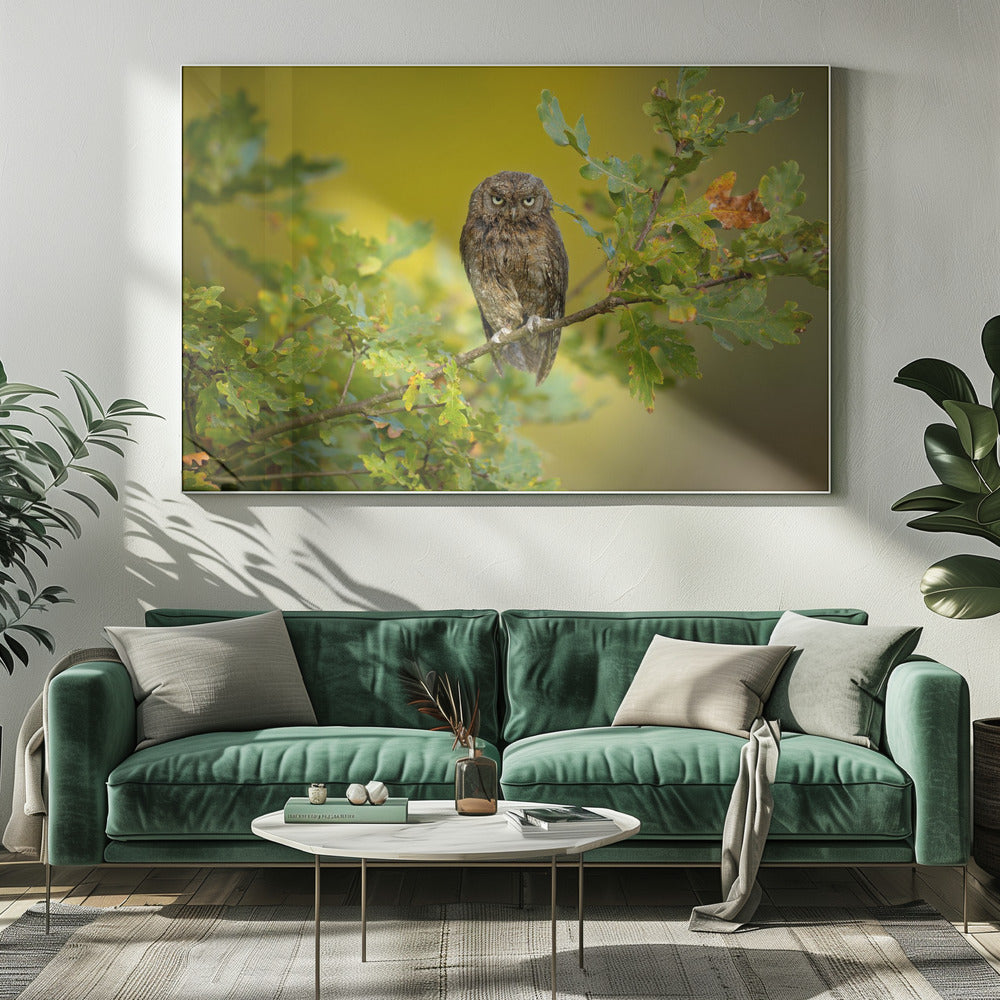 Eurasian Scops Owl | Canvas