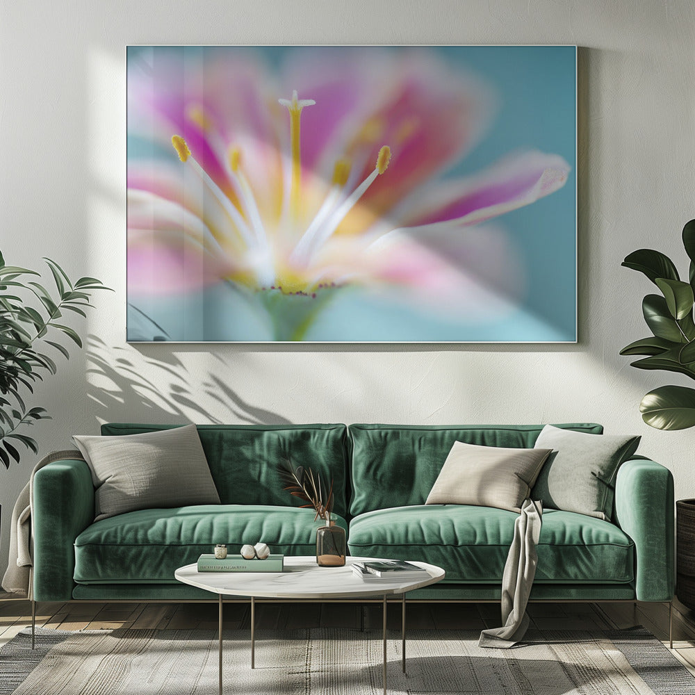 Lewisia | Canvas