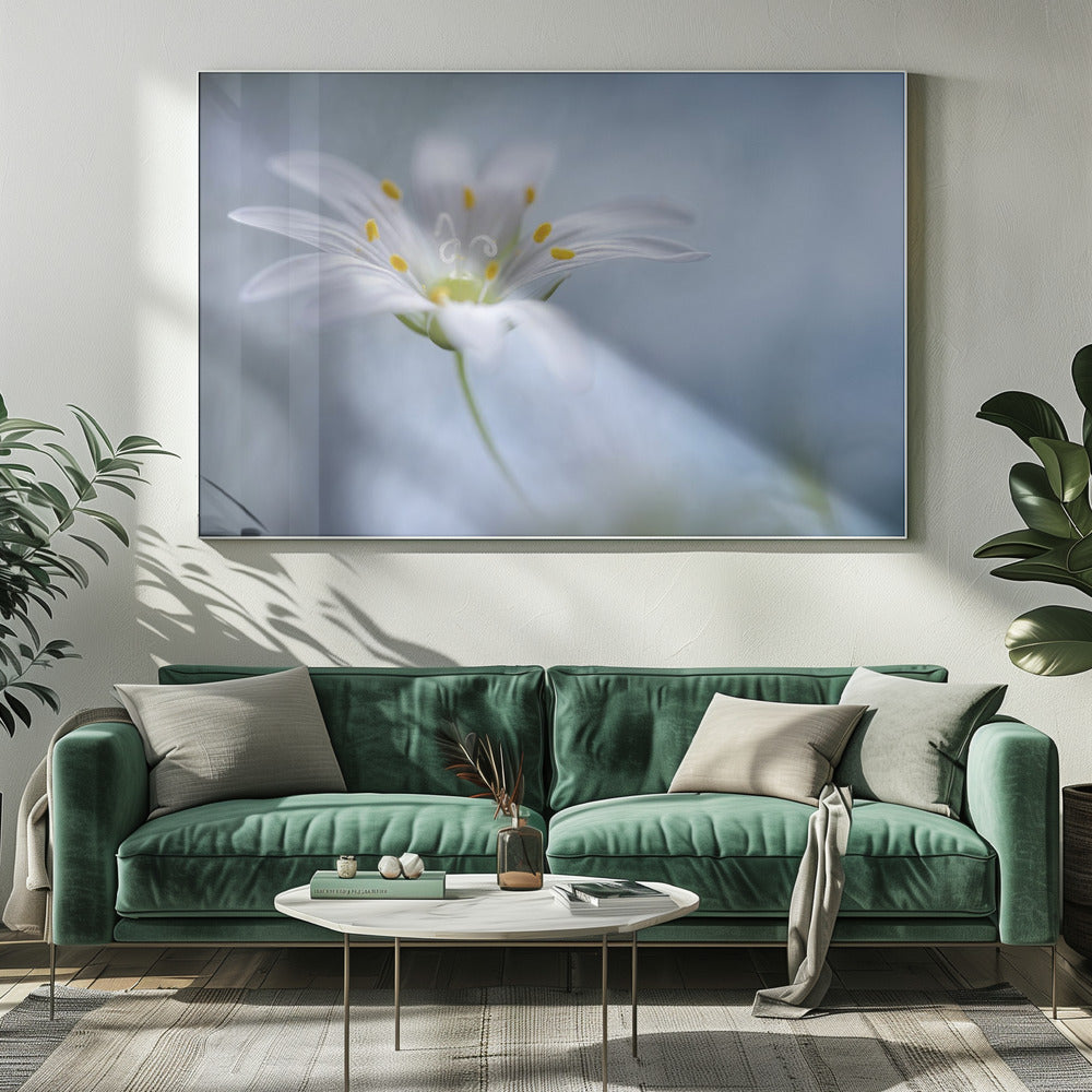 Greater Stitchwort | Canvas