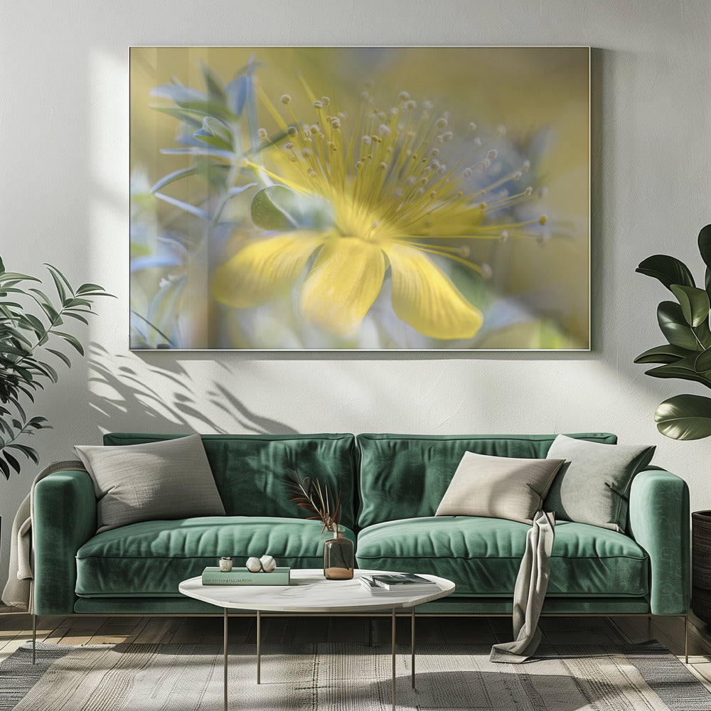 Hypericum | Canvas