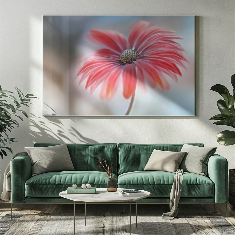 Cape Daisy* | Canvas