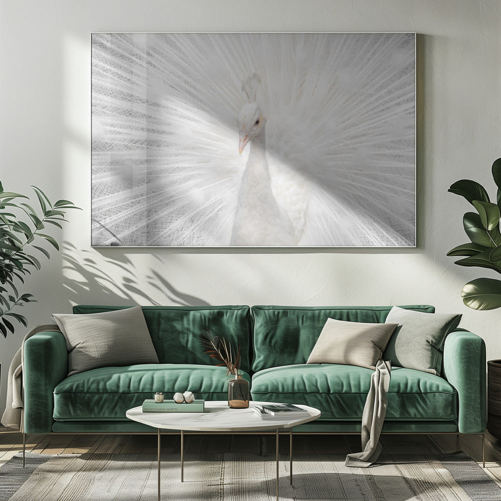 Splendid Whitie | Canvas
