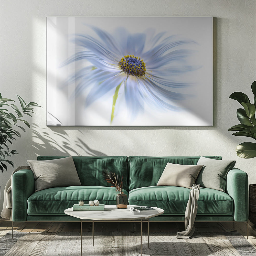 Daisy delight | Canvas