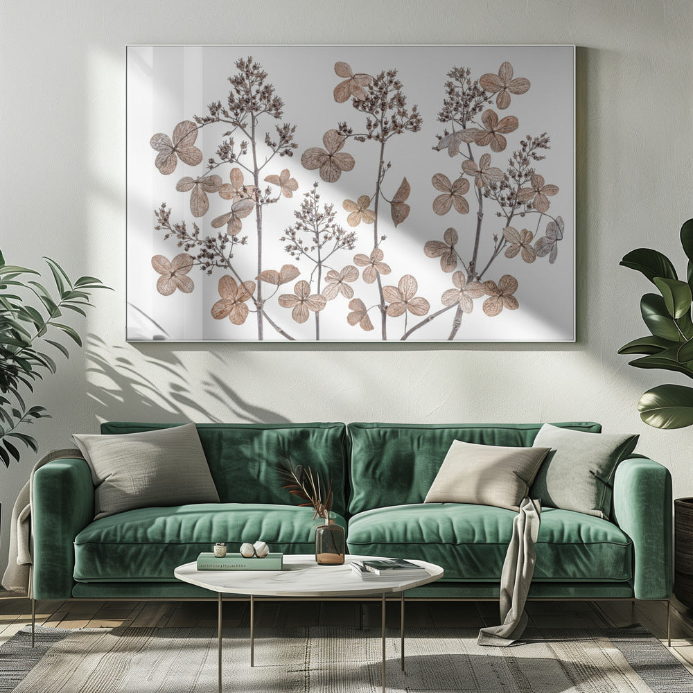 Hydrangea paniculata | Canvas